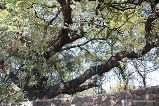 Quercia Tarelli